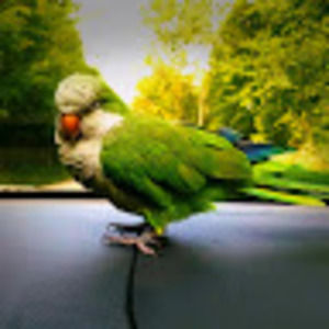 Meet your Posher, Janet